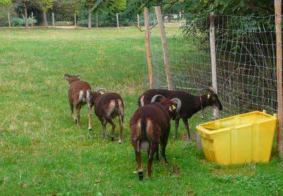 Les nouvelles moutondeuses sont arrivées !