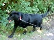 Action Septembre: pour Milou!