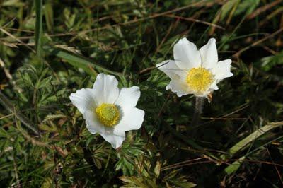 Au Kastelberg : il y a de la vie