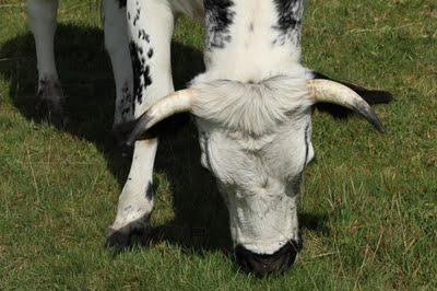 Au Kastelberg : il y a de la vie