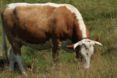 Au Kastelberg : il y a de la vie