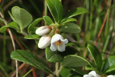 Au Kastelberg : il y a de la vie