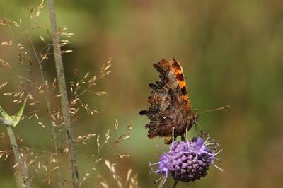 Au Kastelberg : il y a de la vie
