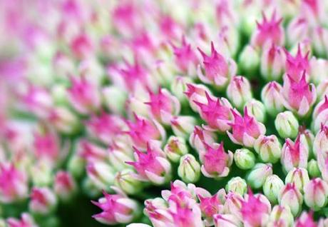 Les derniers clichés d’été dans le jardin des fées…