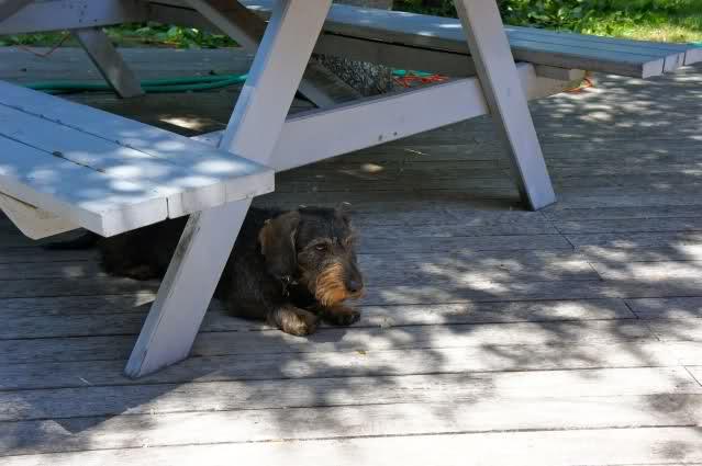 Image and video hosting by TinyPic