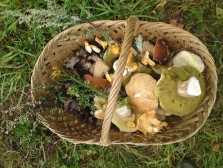 cepes-bolets-trompettes-girolles-armoise-millepertuis