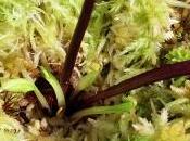 Bouture Dionaea muscipula facile