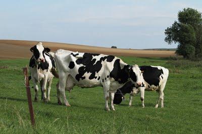 Les vaches de Moyenvic