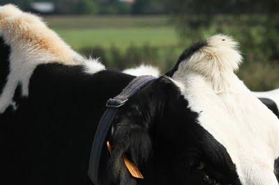 Les vaches de Moyenvic