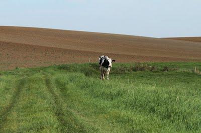 Les vaches de Moyenvic