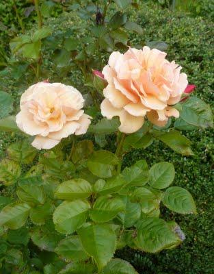 Même si la motivation n'était pas la même pour tout le mo...