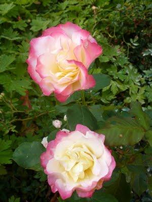 Même si la motivation n'était pas la même pour tout le mo...