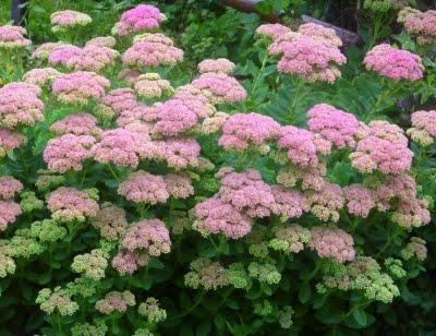 Même si la motivation n'était pas la même pour tout le mo...