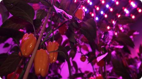 plantlab1_thumb Les fermes du futur produisent trois fois plus