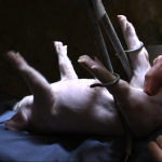 Castration de porcs laissez les pendouiler