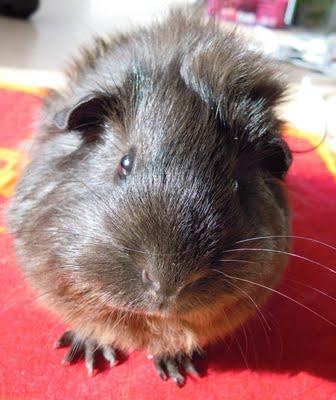 Soupe DUKAN au calamar,tofu,tomate et wakamé
