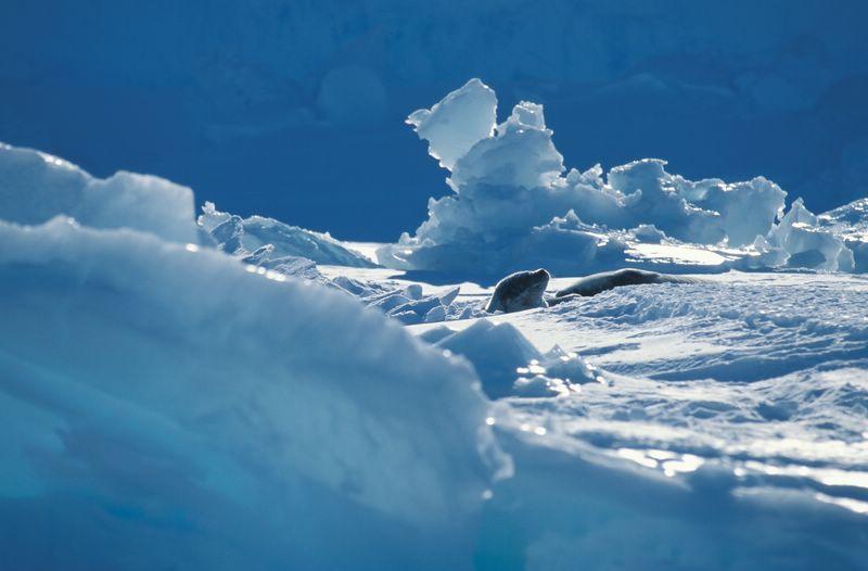 Phoque_sur_la_banquise_antarctique