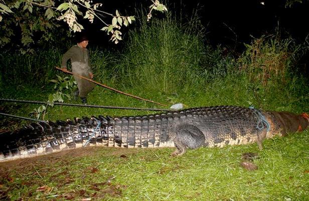Ce crocodile marin de 6,40 mètres attrapé aux philippines le 4 septembre 2011 serait le plus gros jamais capturé