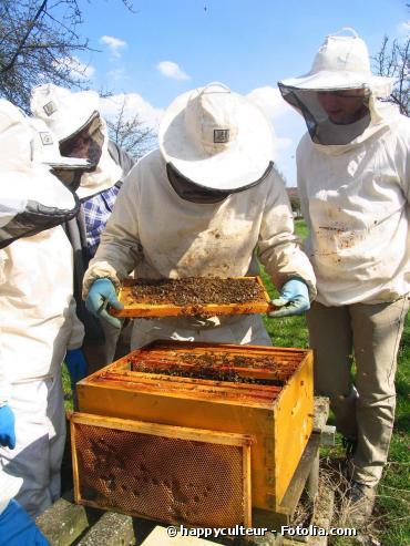 L'Union européenne veut du bon miel, sans OGM !