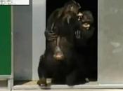 singes labo libérés après (vidéo)