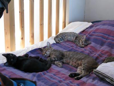 Dernières images des tchipounettes