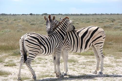 Hugging Zebras, Namibia, March 2011.jpg