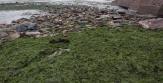 Algues vertes : des seuils mortels relevés dans la baie de Morieux