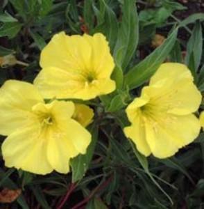 onagre oenothera biennis