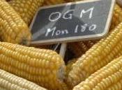 Interdiction l'OGM pour Cour justice l'Union européenne, France doit changer boite outils