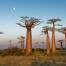 Les fameux baobabs de Madagascar.