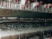 L'élevage concentrationnaire n'est fait hasard