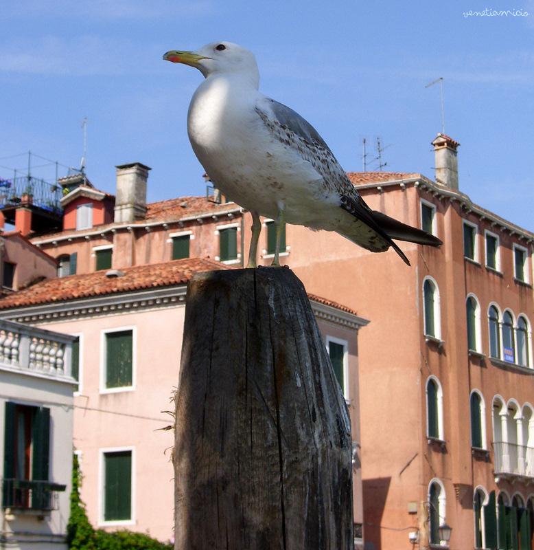 Ambiance Vénitienne : Grand Canal