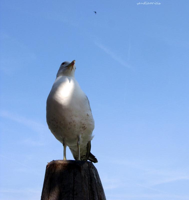 Ambiance Vénitienne : Grand Canal