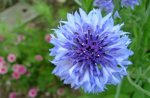 Produits centenaires et Recettes de grand-mère vus dans 100% Mag