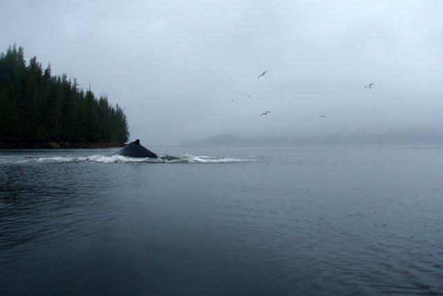 Croisière en Alaska: Se Sentir Petit Depuis un Kayak de Mer
