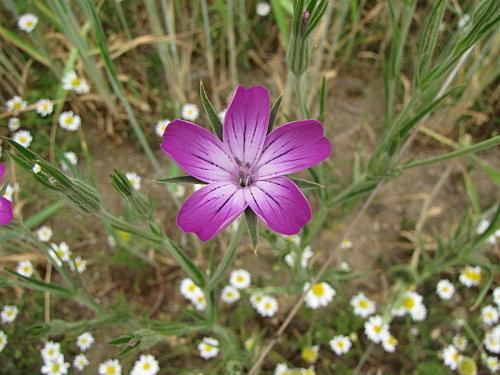 COMPOSTELLE 2011 542