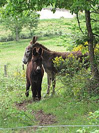 COMPOSTELLE 2011 116