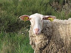 COMPOSTELLE 2011 212