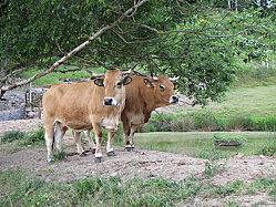 COMPOSTELLE 2011 511