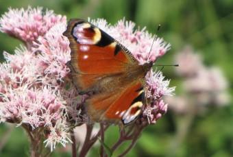 110910 Paon du jour (2).jpg