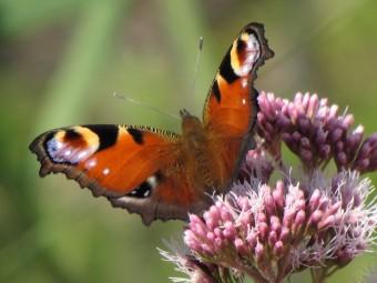 110910 Paon du jour (3).jpg