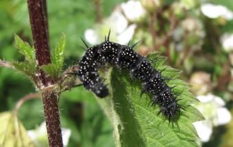 110910 Paon du Jour (1).jpg