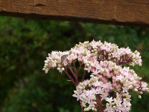 Eté indien?... Journal du 10 septembre 2011