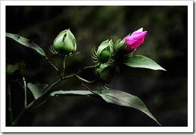 07082011-DSC_0391-Modifier-2