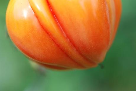 Un petit tour dans le jardin des fées