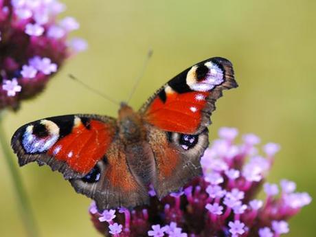 Regardez-moi dans les yeux…