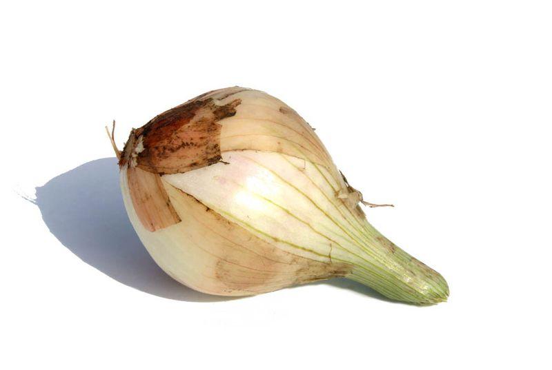 بصل onion