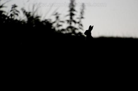 lapin de garenne contre jour 585x390 Super défi   semaine 13 : Tirer le maximum de vos sorties photo, lexemple du lapin de garenne