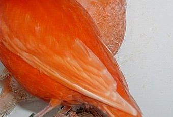 A propos de la coloration des canaris à facteur rouge. - Paperblog