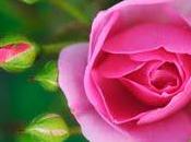 rose pour victimes…